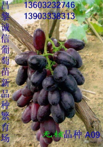 供应嫁接扦插维多利亚无核A09A17最新最大无核夏黑葡萄苗